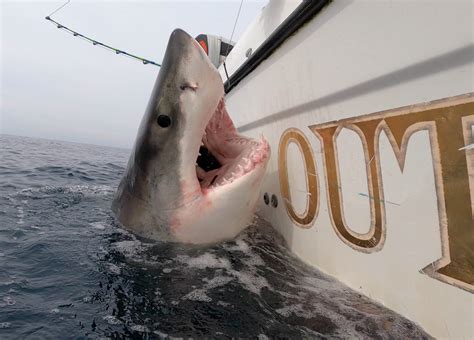 Sport fishing crew catches 12-foot great white shark with 'wicked ...