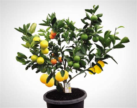 WTF?! This 1 Tree Grows 7 Different Kinds of Fruit. No Joke! | Brit + Co