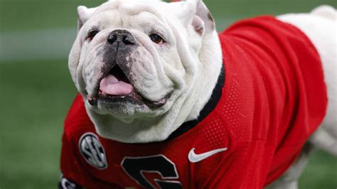 Uga X, winningest mascot in Georgia history, dies – WSB-TV Channel 2 ...