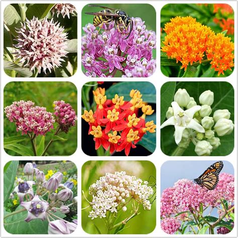 100 Pcs Mixed Milkweed Seeds Perennial Plant Flower Milkweed for Planting : Amazon.ca: Patio ...