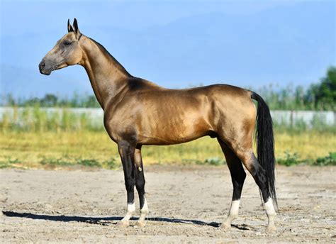 Akhal Teke Horse Breed Guide: Characteristics, Health & Nutrition | Mad ...