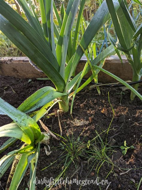 Harvesting & Storing Leeks - Dorky Little Homestead