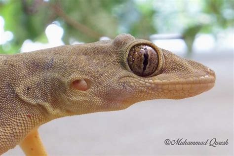 Flat-tailed House Gecko-Cosymbotus platyurus | Nature, Cultural, and ...