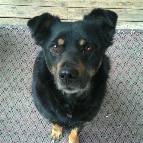 My Georgie | Border Collie/Rottweiler Mix Rottweiler Mix, Border Collie Mix, Spay, Neuter ...