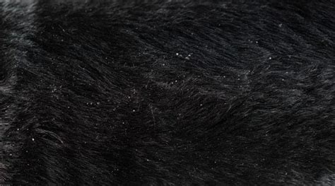 Flea Eggs vs. Dandruff: How Can I Tell The Difference?