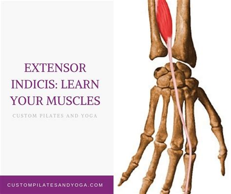 Extensor Indicis: Learn Your Muscles - Custom Pilates and Yoga