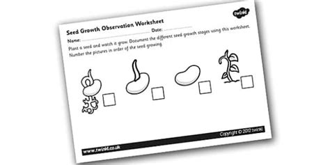 Germination Worksheet - Seed Growth Observation Activity