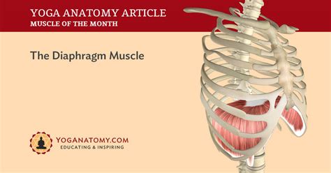 Diaphragm Muscle, Its Attachments and Actions - Yoganatomy