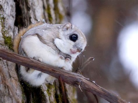 Ardilla Voladora Siberiana » Datos, Curiosidades y Amenaza