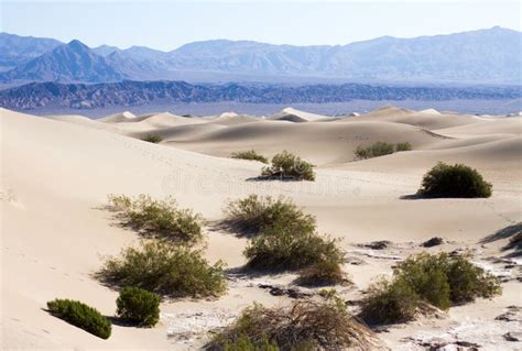 Mesquite Plants at Mesquite Flats Sand Dunes, Death Valley Stock Photo ...