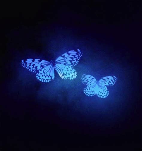 blue butterfly butterflies gif | WiffleGif