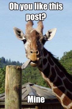 silly giraffe Animal Memes, Talking Animals, Animal Humor, I Love To ...