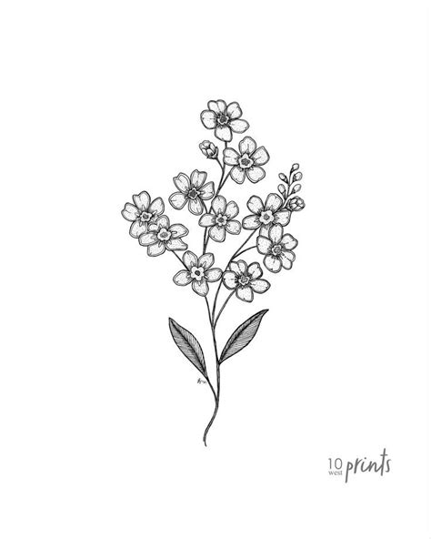 Forget-me-not Ink Illustration - Alaska State Flower Drawing - digital ...