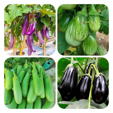 4 Varieties of Vegetable Seeds Combo Pack – Affordable Succulent Store