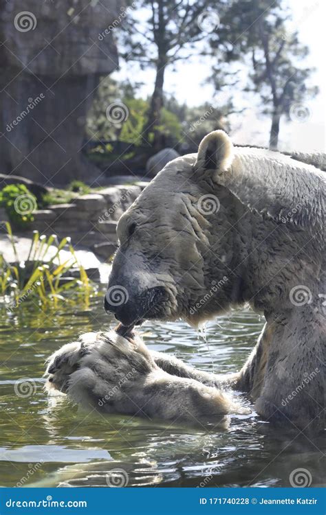 Huge Male Polar Bear Eating a Fish while in the Water Stock Photo - Image of vector, white ...