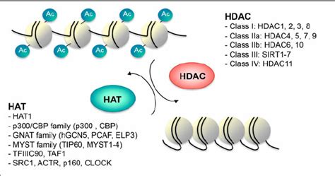 Histone acetyletransferase (HAT) and histone deacetylase (HDAC ...