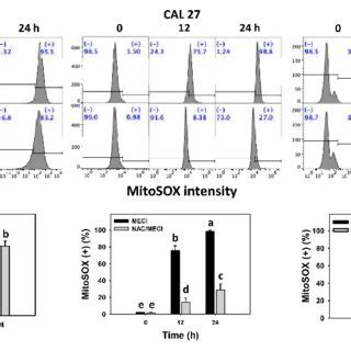 MitoSOX assay. (A) MitoSOX change. Except for S-G cells, other cells ...