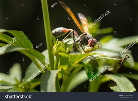 Hungry Wasp Eating Hatching Larva Stock Photo 496794916 | Shutterstock