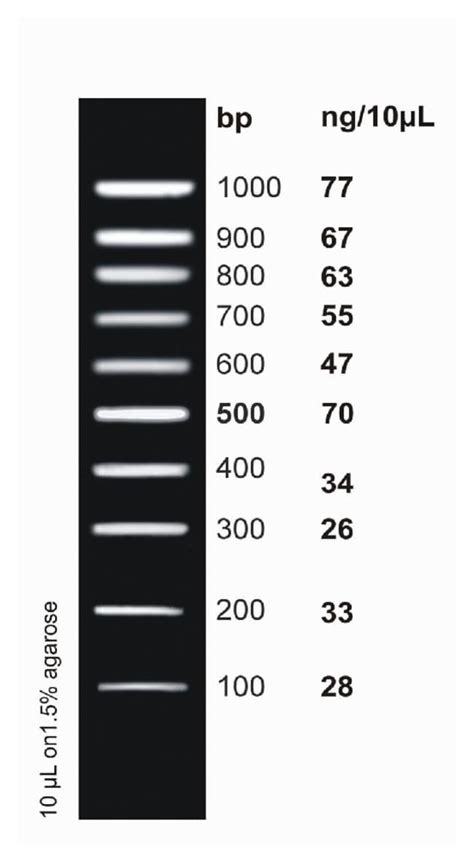 Fisher BioReagents exACTGene DNA Ladders 100 bp DNA Ladder; 100 to ...