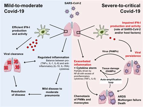 Benjamin Terrier on Twitter: "Impaired type I interferon activity and exacerbated inflammatory ...