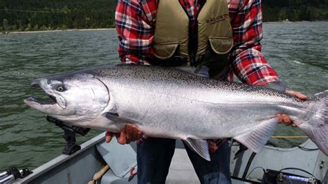 Freshwater Salmon Fishing Trips Pemberton British Columbia