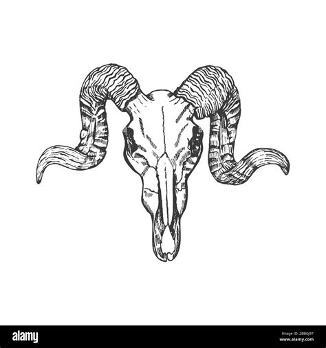 Animal skull with horns isolated on white background. Skull tattoo design Stock Vector Image ...