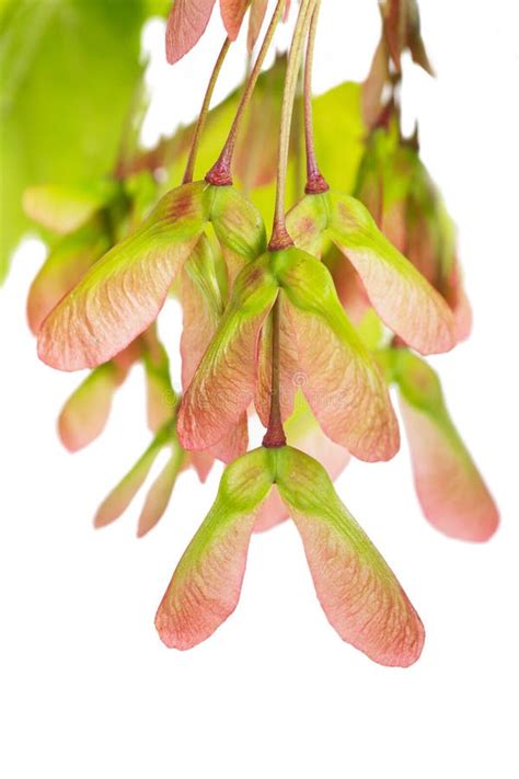 Red Maple Seeds stock photo. Image of green, light, maple - 176803798