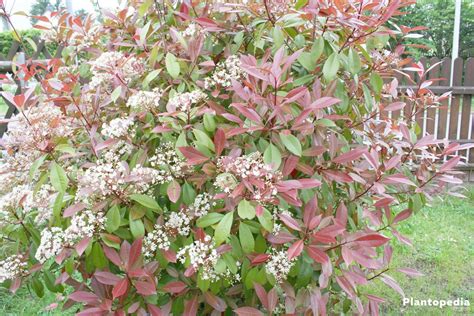 Photinia Little Red Robin Planting Instructions