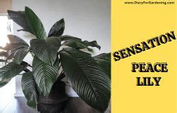 9 Most Popular Peace Lily Varieties With Pictures & Details