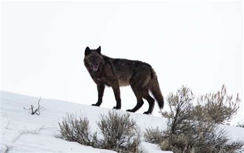 Yellowstone Wolf: Tracking the Packs