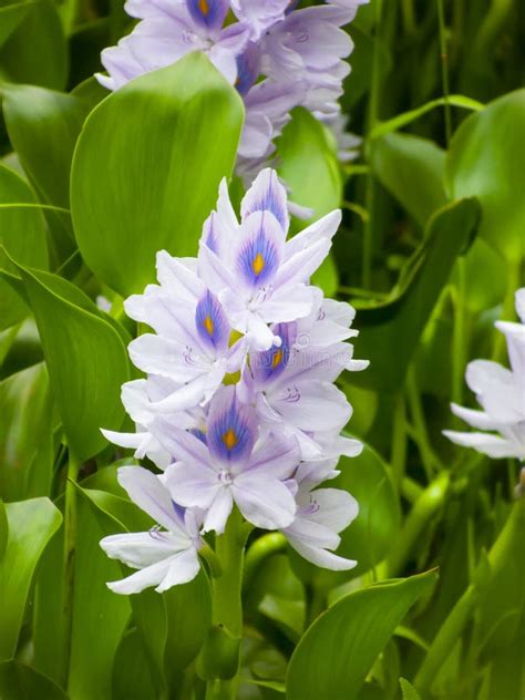 Pontederia Crassipes Purple Flower in Garden Stock Photo - Image of common, america: 258086496