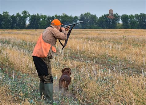 Georgia Quail Hunting Gallery | Quail Hunting Georgia