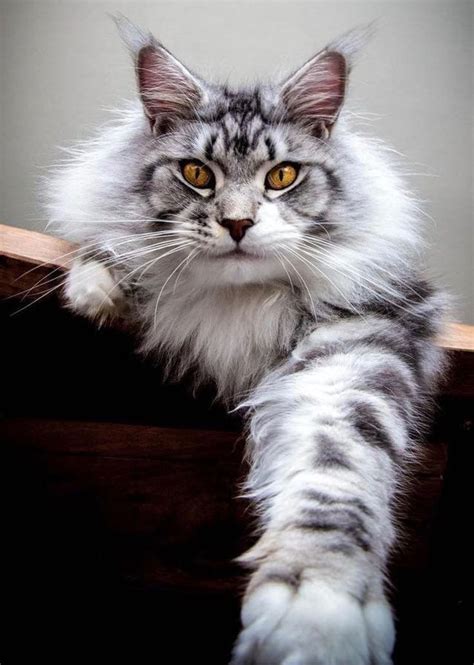 40+ Silver maine coon cat ideas | dadykitty