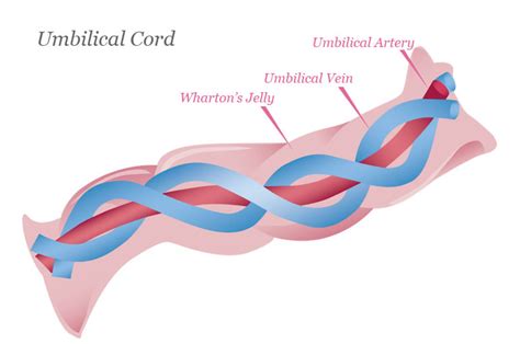 Umbilical Cord Stem Cell Banking | Umbilical Stem Cells Banking