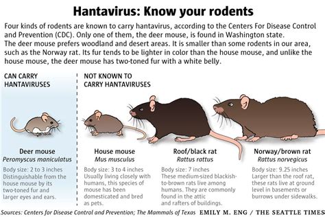 Rare, often fatal, respiratory disease carried by mice — hantavirus — confirmed in King County ...