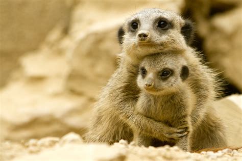 Meerkat Babies | The Meerkats at Tropical World in Leeds hav… | Flickr - Photo Sharing!