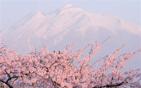 Cherry Blossom Tree with Snow Wallpapers - Top Free Cherry Blossom Tree ...