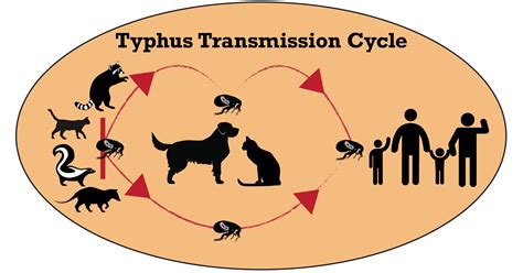 Flea-borne Typhus - San Gabriel Valley MVCD