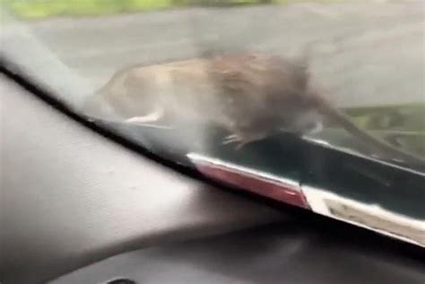 Watch: Rat climbs out from under the hood 3 hours into road trip - UPI.com