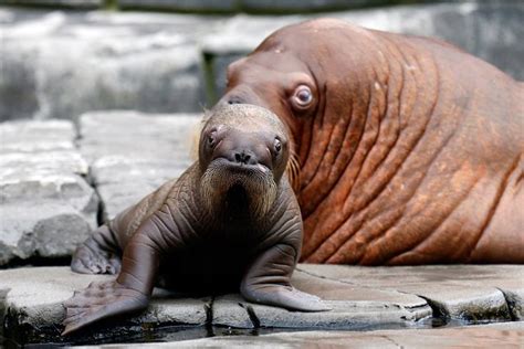 Pictures of the Week: Best Photos of Past Seven Days | Baby walrus ...