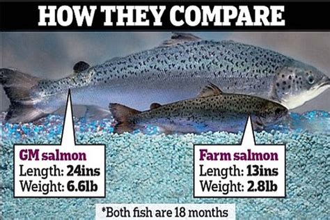 FDA approves experimental Genetically Modified Salmon for human ...