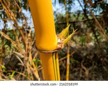 Yellow Bamboo Plant Garden India Yellow Stock Photo 2162318199 | Shutterstock