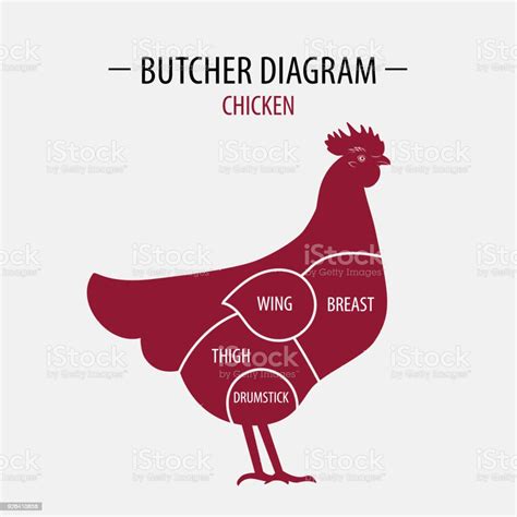 Cut Of Chicken Poster Butcher Diagram For Groceries Meat Stores Stock ...