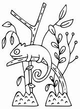 Chameleon Coloring Pages To Download  Free Printable sketch template