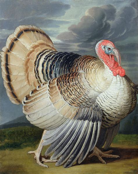 Portrait Of A Turkey by Johann Wenceslaus Peter Wenzal