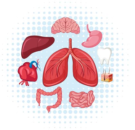 Science Heart Diagram Smith, k / anatomy and physiology activities ...