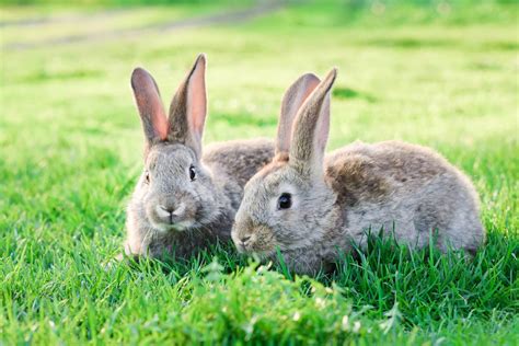 Rabbit pairs and companionship | Supreme Petfoods