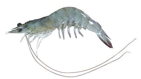 Global Aqua Vannamei Prawn Our Speciality Also Known As, 53% OFF