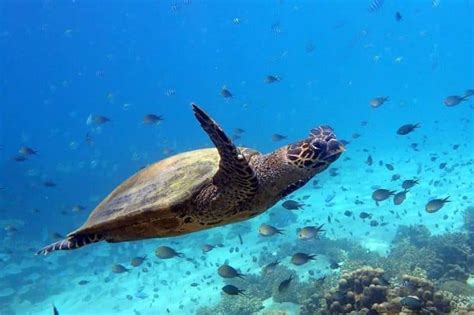 Les spots de snorkeling à Nosy Be - Clair de Lune