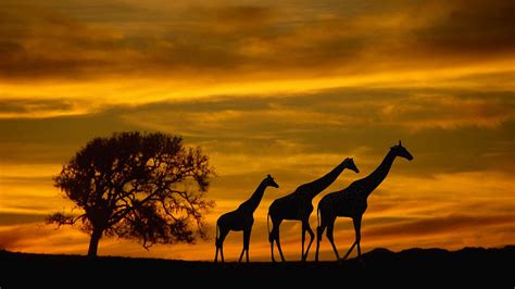 1920x1080 africa giraffes animals wildlife sunset silhouette clouds sky trees JPG 319 kB, HD ...